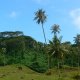 78- Cocotiers et paturages 